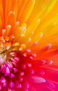Image result for Yellow Flower iPhone 6