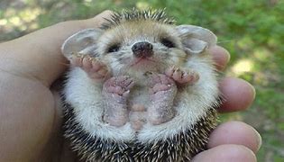 Image result for Cute Baby Mammals