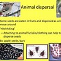 Image result for Apple Seed Dispersal
