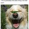Image result for Dog with Big Grin Meme