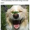 Image result for Happy Dog Face Meme
