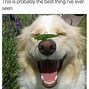 Image result for Funny Dog Smiling Meme