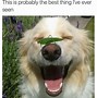 Image result for Dog Slightly Smiling Meme