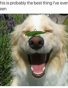 Image result for Dog Slightly Smiling Meme