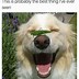 Image result for cutest dogs memes sticker