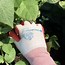Image result for Fully Coated Gardening Gloves