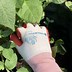 Image result for Korean Cotton Gloves Gardening