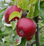 Image result for Winnipeg Apple Tree