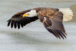 Image result for Flying Eagle Toy