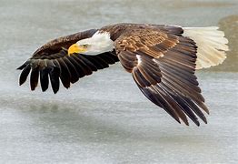 Image result for free flying eagle