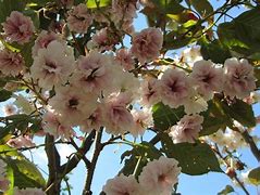 Image result for Prunus serrulata Shirofungen