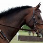 Image result for English Horse Bridle with Reins