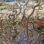 Image result for Forestall Branch