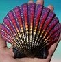 Image result for Colored Seashells