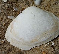Image result for Atlantic Surf Clam