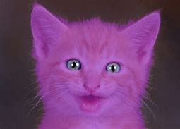Image result for Funniest Cat Faces