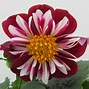 Image result for Red and White Dahlias