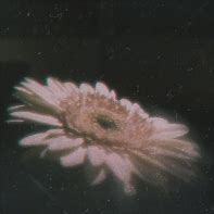 Image result for Soft Grunge Flowers