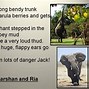 Image result for If You Should Meet an Elephant Tune
