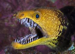 Image result for A Moray Eel