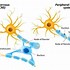 Image result for Nervous System Neurons