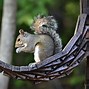 Image result for Difference Between Rat and Squirrel Droppings