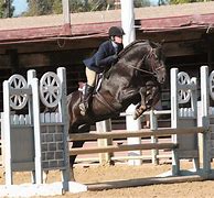 Image result for Morgan Horse Jumping