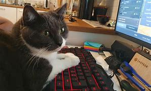 Image result for Gaming Cat Pfps GTA