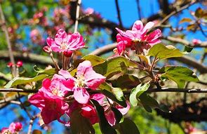 Image result for Pink Apple Flowers