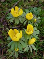 Image result for Eranthis hyemalis Grünling