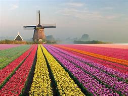 Image result for Amsterdam Windmills Picture. Bing