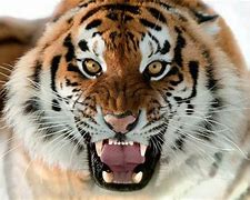Image result for World Largest Tiger