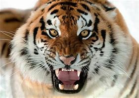 Image result for The Largest Siberian Tiger