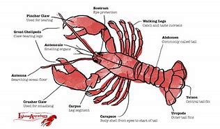 Image result for Lobster Claw Clasp Internals