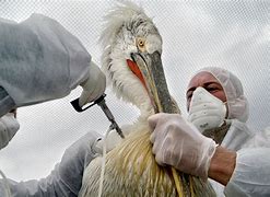 Image result for Avian Flu Pandemic