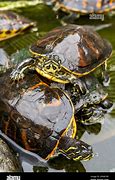Image result for Flame-Throwing Turtle