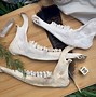 Image result for Deer Jawbone Artifact