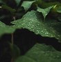 Image result for Green Black Leaves Texture