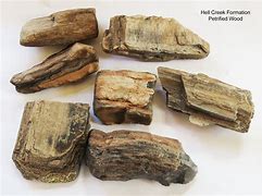 Image result for How to Identify Petrified Wood