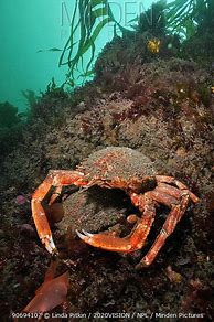 Image result for Arctic Spider Crab