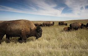 Image result for North American Prairie Animals