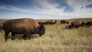 Image result for Animals of the North American Prairie