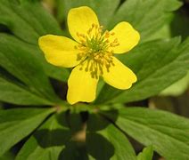 Image result for Anemone ranunculoides ssp. wockeana