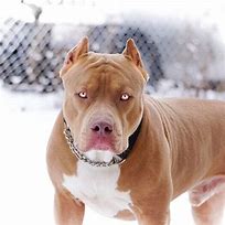 Image result for Red Nose Pitbull with Blue Eyes