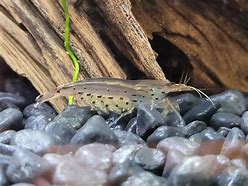 Image result for Baby Amano Shrimp