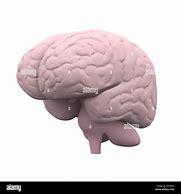 Image result for Human with Brain as Head
