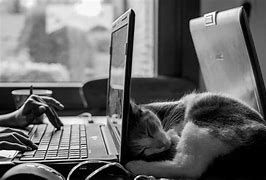 Image result for Cat Sleeping Light-Up Keyboard