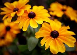 Image result for Flowers Sgwd Pics
