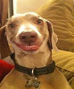 Image result for Funny Animal Faces Dog