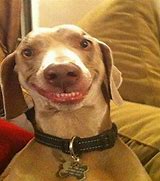 Image result for Sarcastic Dog Face